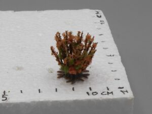 Arbuste dense rose sur pied 2-3 cm