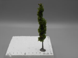 Arbre peuplier sur pied 13 à 13.5 cm