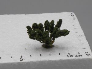 Arbuste sur pied 3 cm