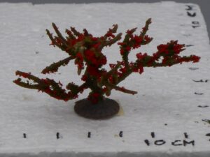 3 arbustes verts et rouges 4 cm